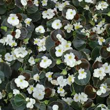 When trying to identify a plant with white flowers, it is important to know whether the plant was found in a wild or domestic (garden) setting. Plant Identification White Flowers