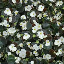 In any case, it's growing all over the place on our property line. Plant Identification White Flowers