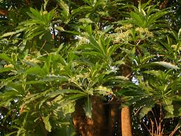 Image result for Rauvolfia afra