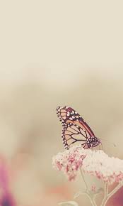 خلفيات جلاكسي روقان 2012 خلفيات هادئة للجلاكسي 2013 Trees To Plant Beautiful Nature Wallpaper Beautiful Nature