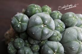 Image result for Loxodera caespitosa