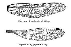 From Wikiwand Dragonfly Top And Damselfly Bottom Wing Shape And Venation Damselfly Dragonfly Wings Giant Dragonfly