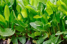 Maybe you would like to learn more about one of these? Sorrel Herb Tips For Growing Sorrel