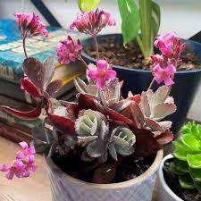 Image result for Kalanchoe