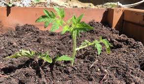 We did not find results for: Plant Tomatoes Deep