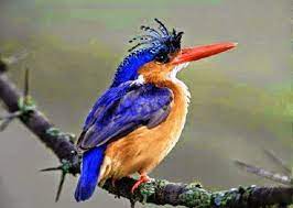 yalicapkini kusu kingfisher malachite lake nakuru