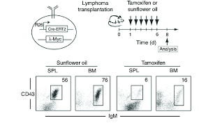 To activate the cre/ert 2 recombinase in embryos, one tam treatment (130 mg/kg body weight) was administered to the pregnant females by oral gavage at e9.5 or at e10.5. Induction Of Cre Mediated Recombination From The Cre Ert2 Transgene 29 Download Scientific Diagram