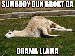 Drama Llama Funny Llama Llama Drama Funny Animals