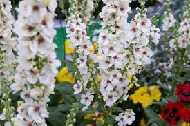 Image result for Viscum shirense