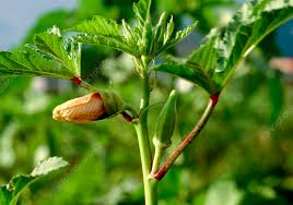 Image result for Abelmoschus esculentus