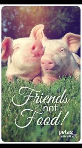 Animal Lives Matter Vegetarianos Veganismo Bichinhos Fofos