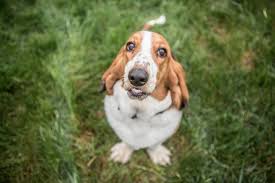 Image result for basset hound