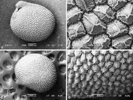 Image result for Hypoxis kilimanjarica