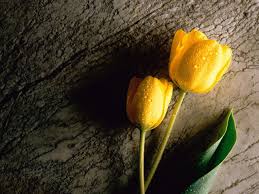 We did not find results for: 25 Beautiful Flower Wallpapers For Your Desktop Flower Pictures