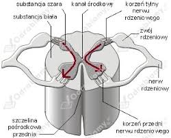 Rdzeń kręgowy na przekroju poprzecznym ma bardzo typową budowę. Rysunek Przedstawia Przekroj Przez Rdzen Zadanie 4 Teraz Matura Biologia Zadania I Arkusze Maturalne Po Gimnazjum Strona 128