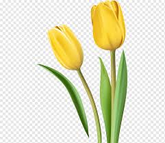 Dengan dilukis badan pesawat nampak menarik dan tidak membosankan untuk dilihat. Tulip Kuning Bunga Potong Tulip Daun Batang Tanaman Bunga Tulip Png Pngwing