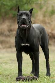 Hello, our names are gary goolsby based out of mission texas & brian lange in phoenix arizona. 22 Presa Canario Ideas Presa Canario Dogs Cane Corso