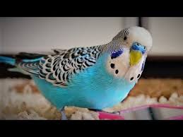 Sonidos De Periquitos Australianos Youtube Periquitos Periquitos De Amor Perico Australiano