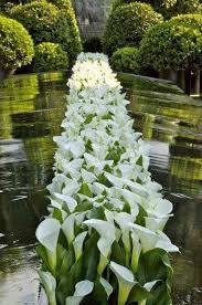 Calla Lilies Beautiful Flowers White Gardens Beautiful Gardens