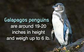 It is the only penguin found north of the equator. Galapagos Penguin Facts