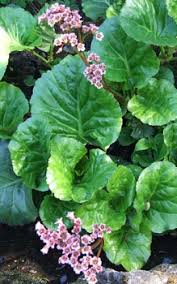 Bergenia are incredibly hardy, and reliably evergreen throughout nearly the entire continent. Dickblatt Bergenie Vertragt Trockenheit Aber Wesentlich Besser Das Garten Lexikon Der Pflanzenfamilien Von Floristik24