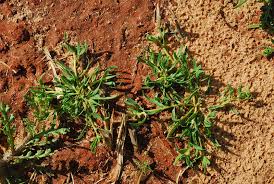 Image result for Corrigiola