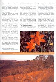 Image result for Cyrtanthus galpinii