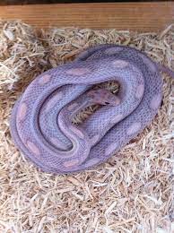 Lavender Florida Corn Snake Corn Snake Pet Snake Snake