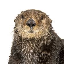 This is one of the reasons why researchers feel it has been able to adapt to changes in the environment so well. Sea Otter National Geographic