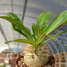 Image result for Pachycarpus eximius
