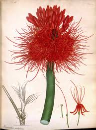 Image result for Pavetta decumbens