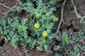 Image result for Grangea maderaspatana