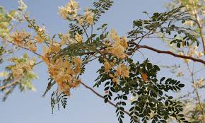 Reboiser un terrain ou enrichir une forêt. Arbre De Vie Nous Plantons Des Moringas Pour Vaincre La Malnutrition