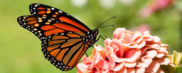 Salvemos A La Mariposa Monarca Y A Nuestro Ecosistema Mexico Desconocido