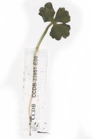 Image result for Ranunculus oreophytus