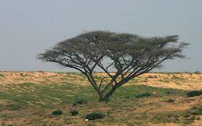 Check spelling or type a new query. Get To The Roots Of Israel S Historic Trees The Times Of Israel