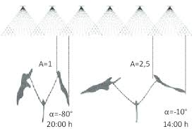In some weed species, the herbicide interception area (A) changes...