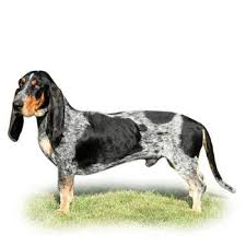 Image result for malý modrý gaskoňský honič