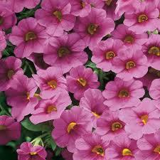 Image result for calibrachoa million bells