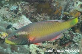 Image result for Oxyrhachis gracillima
