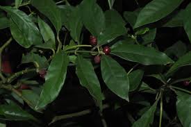 Image result for Psychotria cinerea