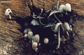 Image result for Coprinus lagopus