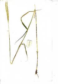 Image result for Ischaemum afrum