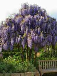 Wisteria Sinensis Prematura Chinesischer Blauregen Gunstig Kaufen Blauregen Wisteria Sinensis Blaue Pflanzen