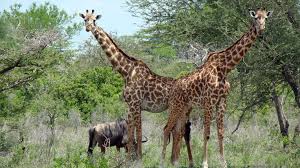 Resultado de imagen para parque nacional de los takios