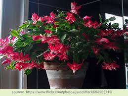 The christmas cactus prefers partial shade or a diffused light, although they are very adaptable at adjusting to growing the christmas cactus needs ample humidity, especially when grown in the dry conditions of heated make sure it is not near any drafts, or the cold will cause it to drop its buds. Christmas Cactus Care The Definitive Guide