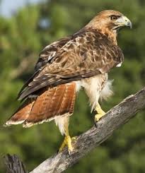Hawks New York Birds Of Prey Pictures Red Tailed Hawk Nongame New Hampshire Fish And Game Department Red Tailed Hawk Raptors Bird Hawk Bird