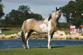 This 1:12 scale model is authentically crafted and hand painted, and is perfect for young collectors. El Dorado Gold Charm Cheri Prill Pretty Horses Horse World American Paint Horse