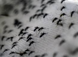 Because they were competing with each other who could kill more and there was no official record it was an auspicious beginning to say the least. Malaria Mosquitoes Wiped Out With Gm Fungus In First Controlled Real World Tests The Independent The Independent