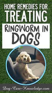 Try This Home Remedy For Treating Ringworm In Dogs Ringworm Is Actually Not A Worm But Is A Fungus This Trea Dog Skin Home Remedies For Ringworm Dog Ringworm